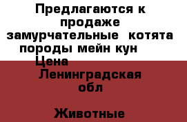 Предлагаются к продаже замурчательные  котята породы мейн-кун.   › Цена ­ 35000-50000 - Ленинградская обл. Животные и растения » Кошки   